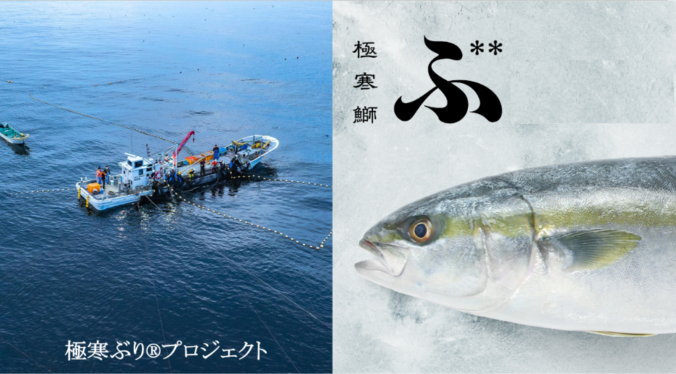 極寒ぶりプロジェクト